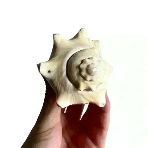 Decorative Sea  Shell Home Decor Coastal Design - Picture 2 of 14